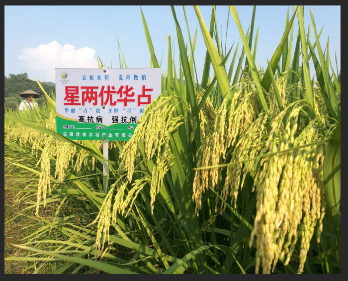 星两优华占.png
